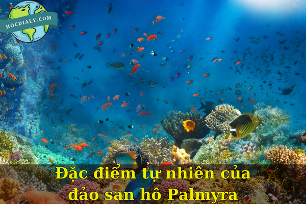 Đặc điểm tự nhiên của đảo san hô Palmyra
