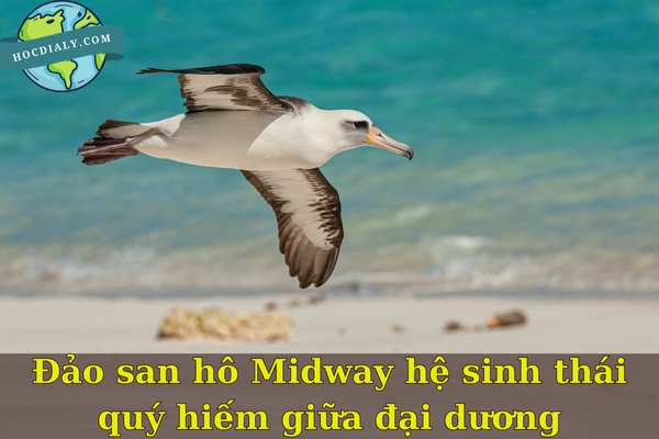 Đảo san hô Midway hệ sinh thái quý hiếm giữa đại dương