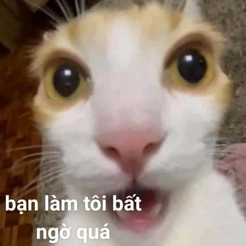 meme troll bất ngờ