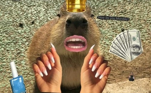 meme capybara dễ thương, hài