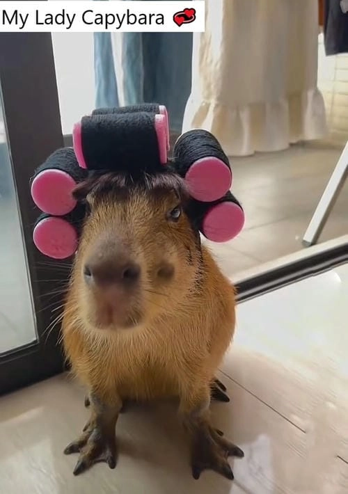 meme capybara cực chất
