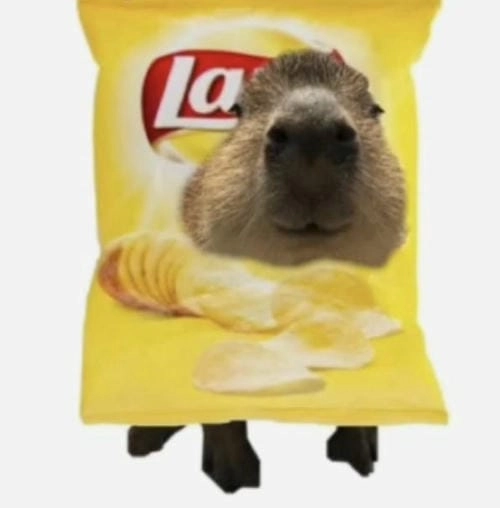 capybara meme cute cho mạng xã hội