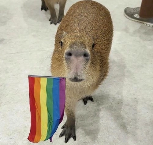 meme capybara chill hài