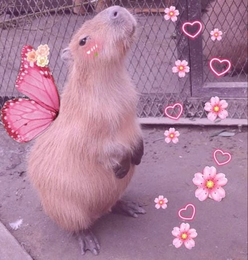 meme capybara hài