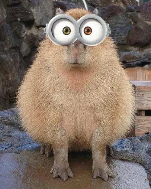 meme capybara chill vui nhộn