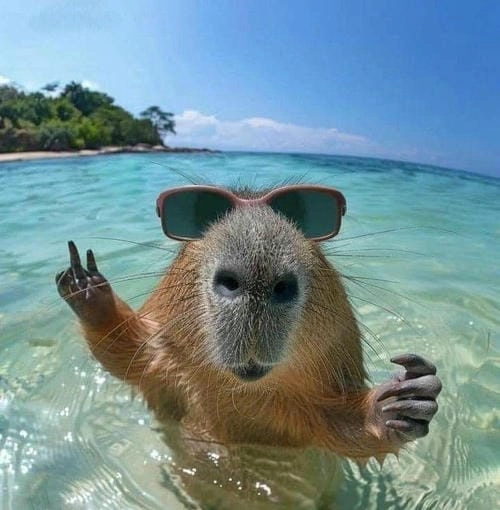 capybara meme cute vui