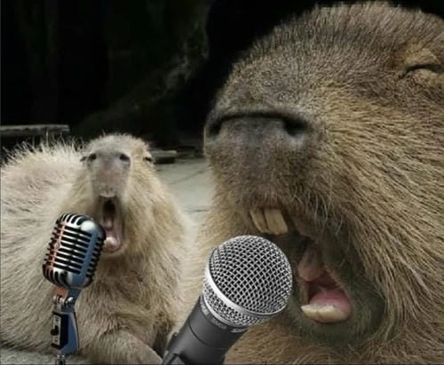ảnh meme capybara chill
