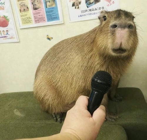 capybara meme cute hot