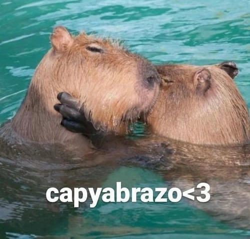 meme capybara độc đáo
