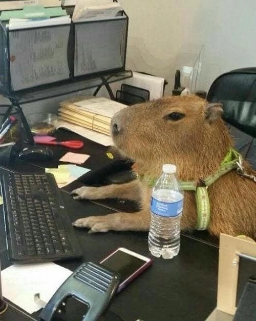 capybara meme cute dễ cưng