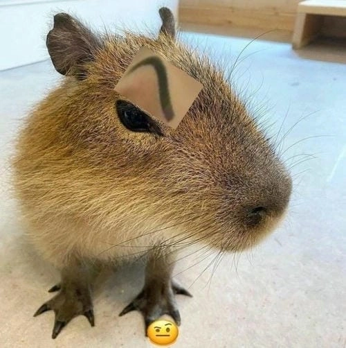 meme capybara nổi bật