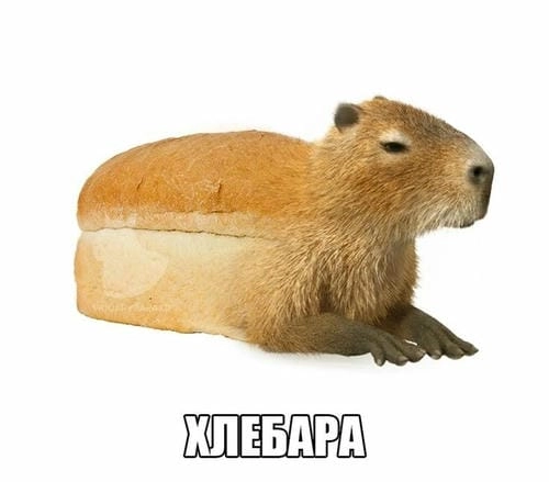 capybara meme cute thư giãn hài hước
