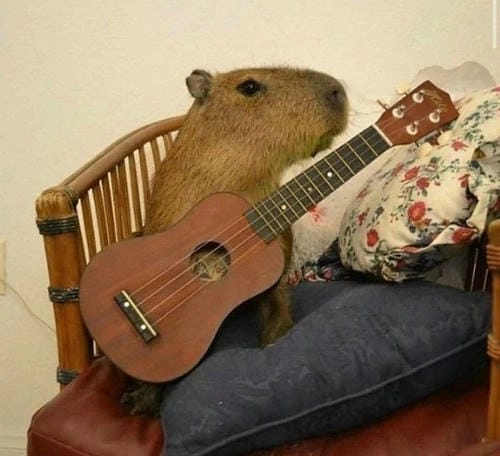 capybara meme cute thư giãn