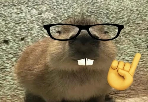 capybara meme cute cực vui