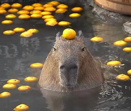 meme capybara đáng xem