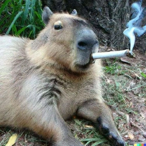 capybara meme cute giải trí