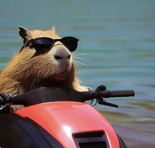 capybara meme cute siêu lạ