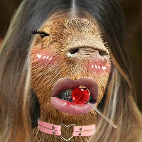 capybara meme cute gây cười