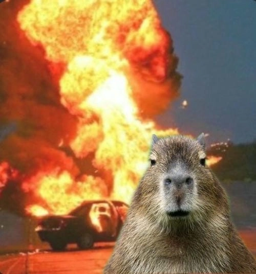 meme capybara động vật cưng đáng xem