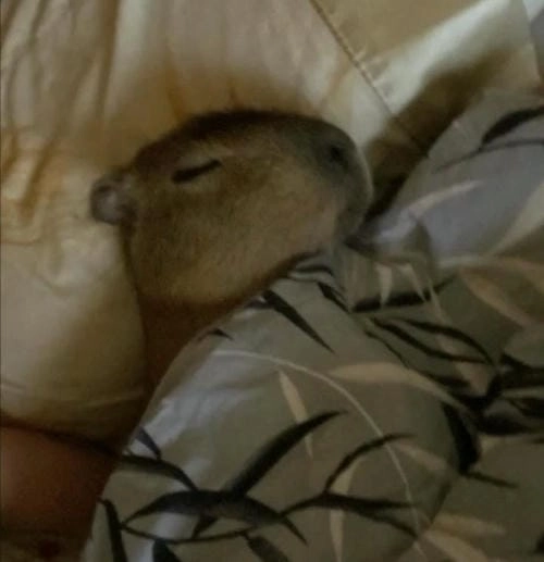 capybara meme cute cho fan động vật hài