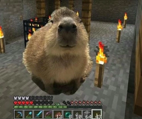 capybara meme