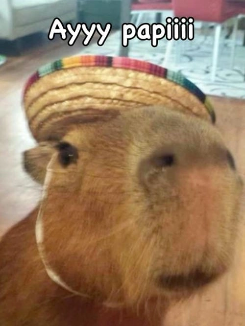 capybara meme cute siêu hài