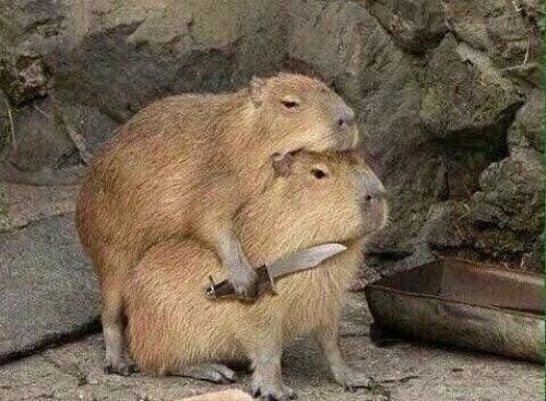 meme capybara trend mới 2025