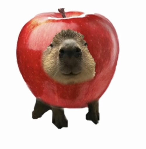 capybara meme cute biểu cảm hài
