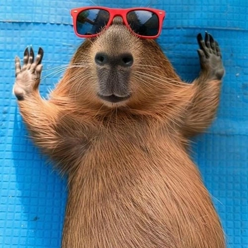 capybara meme cute nổi bật