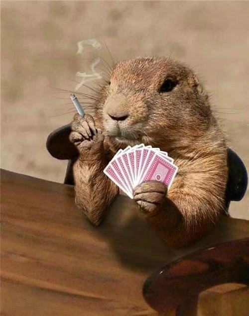 ảnh meme capybara chất lượng cao