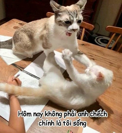 meme đánh nhau hài