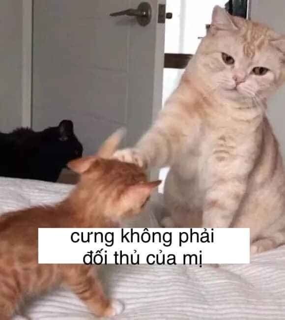 meme đánh nhau anime