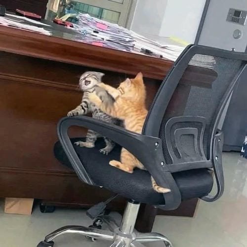 meme đánh nhau cực mạnh