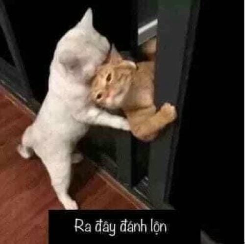 đánh nhau meme chất
