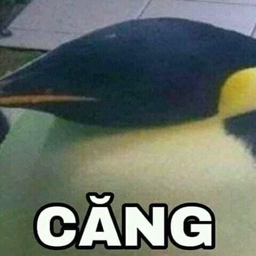 meme xỉu up xỉu down