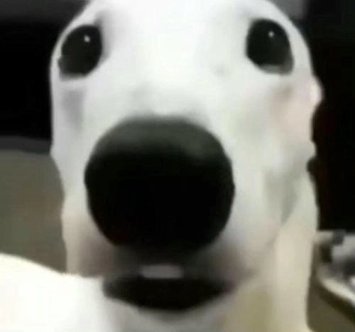 sợ hãi các thứ meme vui nhộn