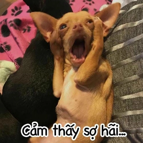 meme chó sợ hãi cực độc