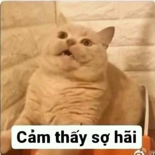 meme không sợ cực hài
