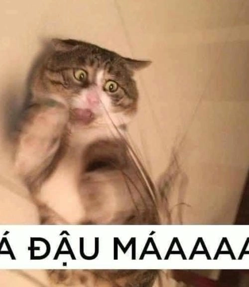 meme sợ hãi hài hước