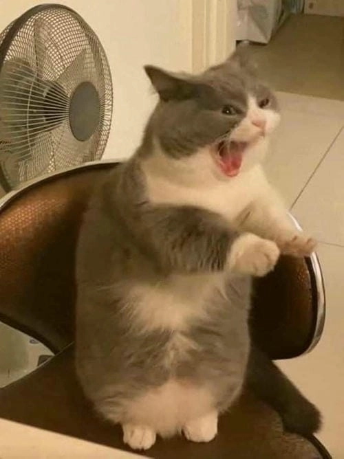 ảnh meme mèo la hét vì sợ